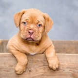 Hundeschule Wetzlar